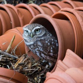 Ian Woodrow - Common Little Owl